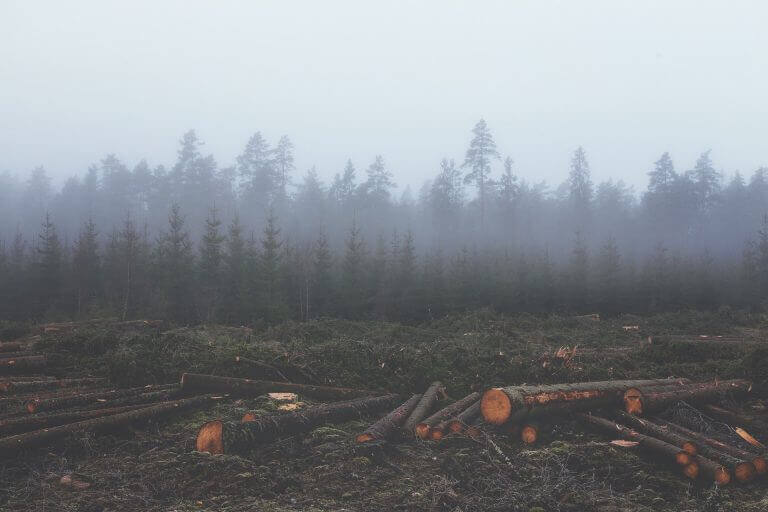 deforestation and fog